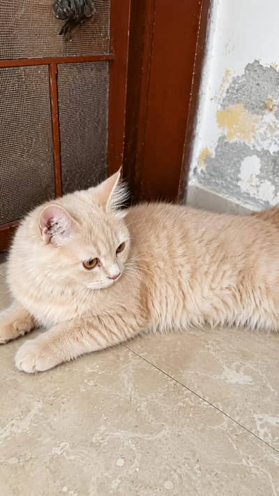 cat persian