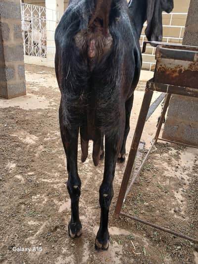 nagra beetal makhacherni nagra goats for sale