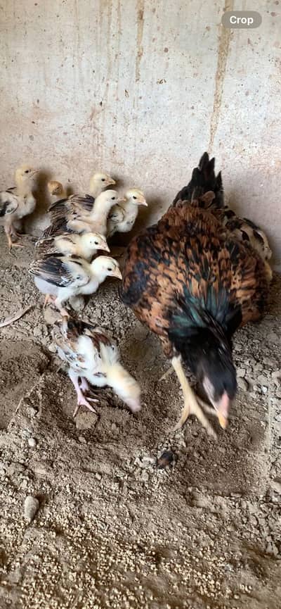Aseel chicks pure Blood line
