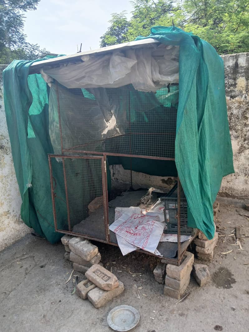 hen birds big cage 1