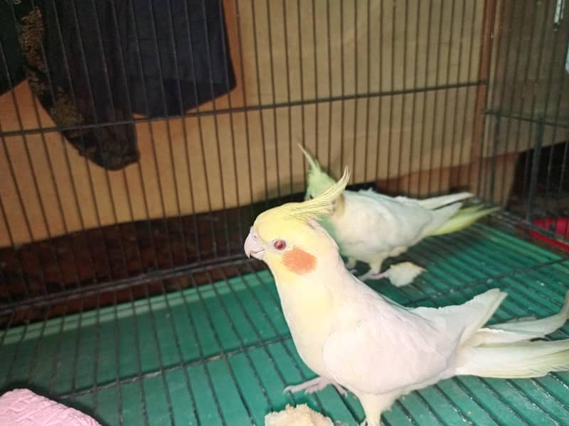Breaded pair cocktail. 0