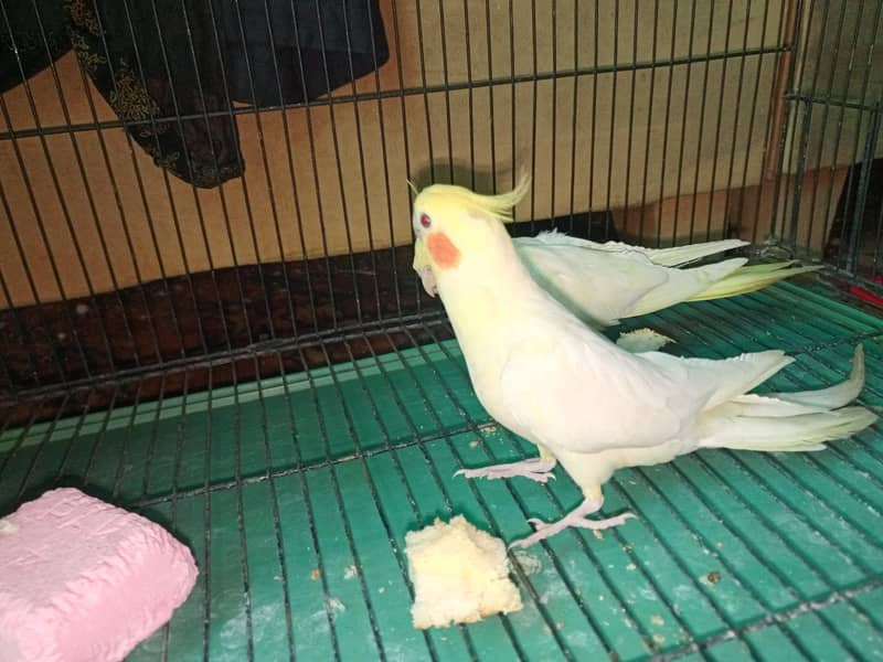 Breaded pair cocktail. 1