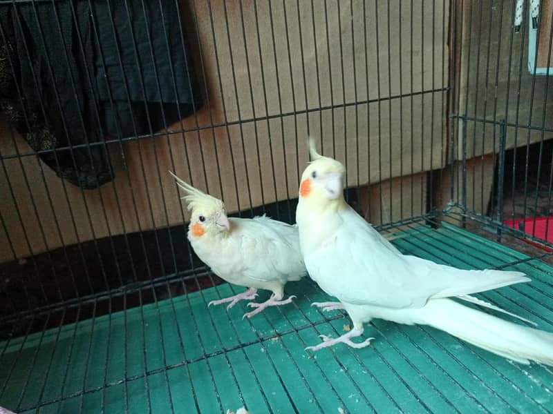 Breaded pair cocktail. 2