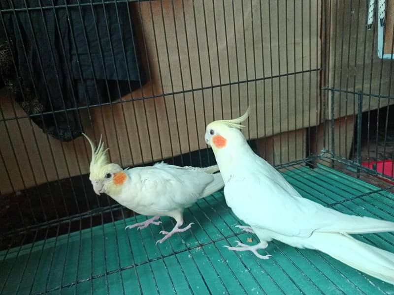 Breaded pair cocktail. 3