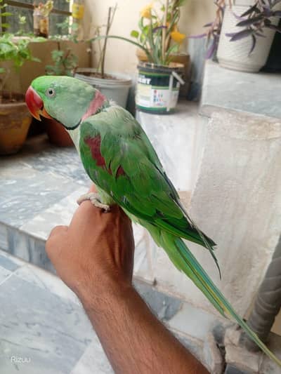 Talking Raw Parrot