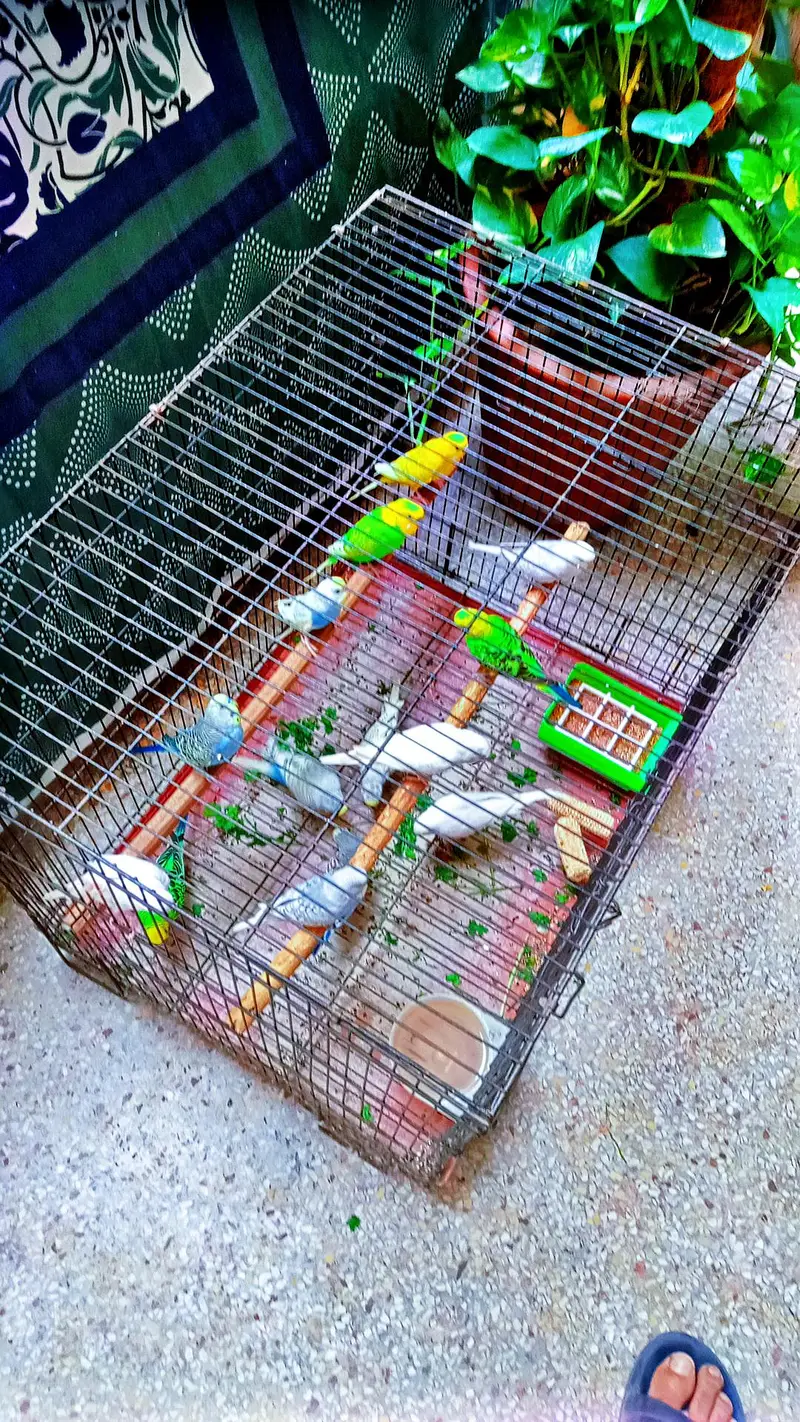parrot for sale — photo 3