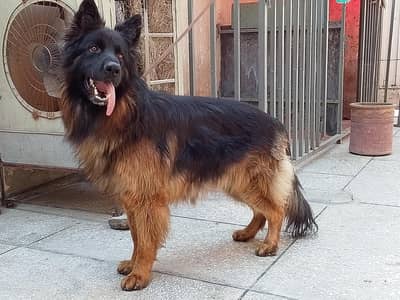 German shepherd Male pedigree 03134111831