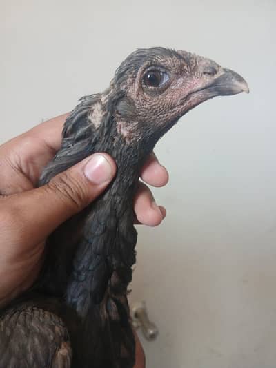 Thai Breed