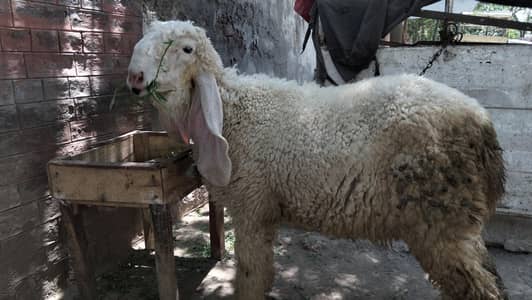 kajla chatra for sale 0301.7753177