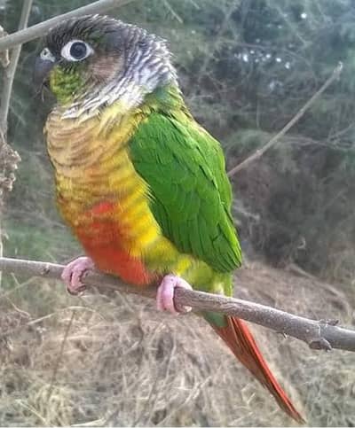 required female pineapple cunore green chicks cunore
