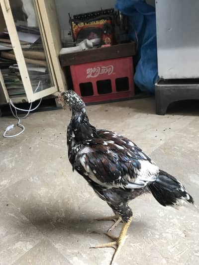 Promoz breed of aseel hen