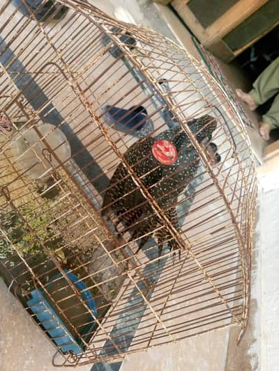 asian koel with black eyes