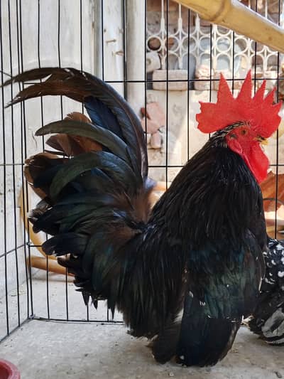 Molted Japanese Bantam Male Supreme Quality