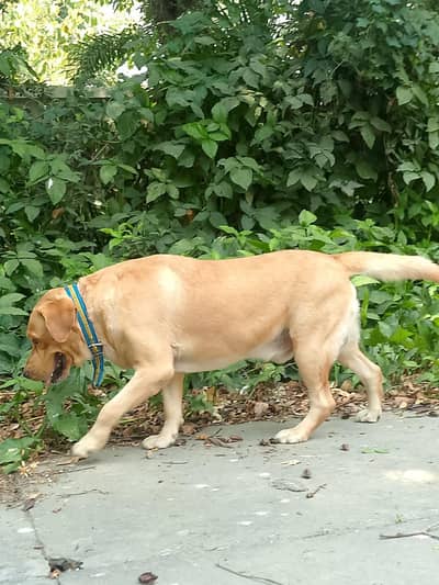 trained Labrador