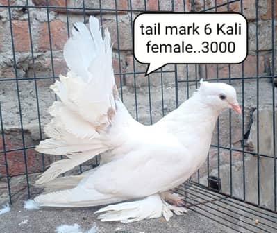 fancy pigeons/swallow/fantail/Jacobin/frillback/lahori sherazi/norwich