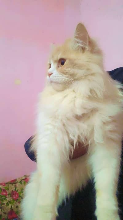 triple coating male for sale