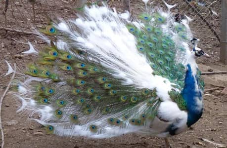 White Pied Peacock (3 Years Old) – For Sale 