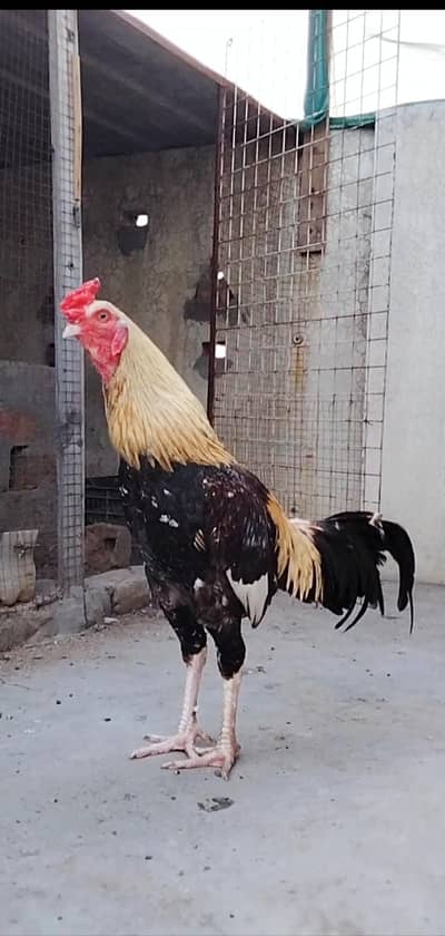 Quality Aseel bird available