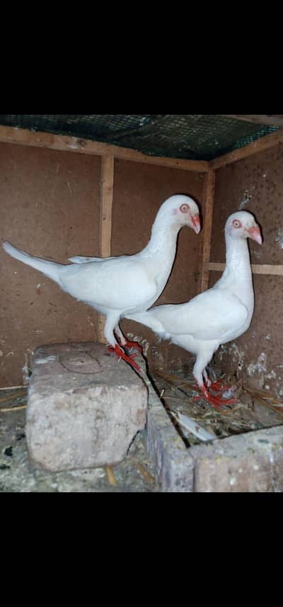 white self danish breeder 0316-703-0221