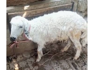 Healthy 8 Month Dumba for Sale – Heavy Weight | Only Rs. 36,000