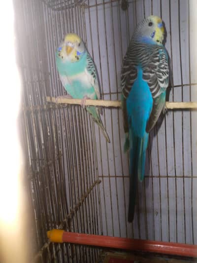 healthy and active budgies in best price for sell. . . . .