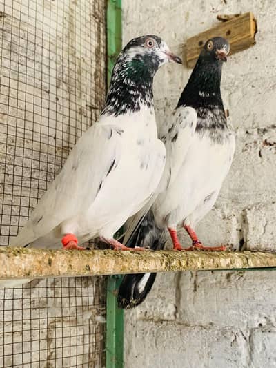 teddy,rampuri,imamdeen pairs for sale