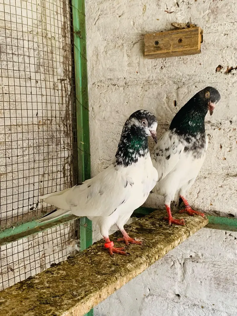 teddy,rampuri,imamdeen pairs for sale — photo 2