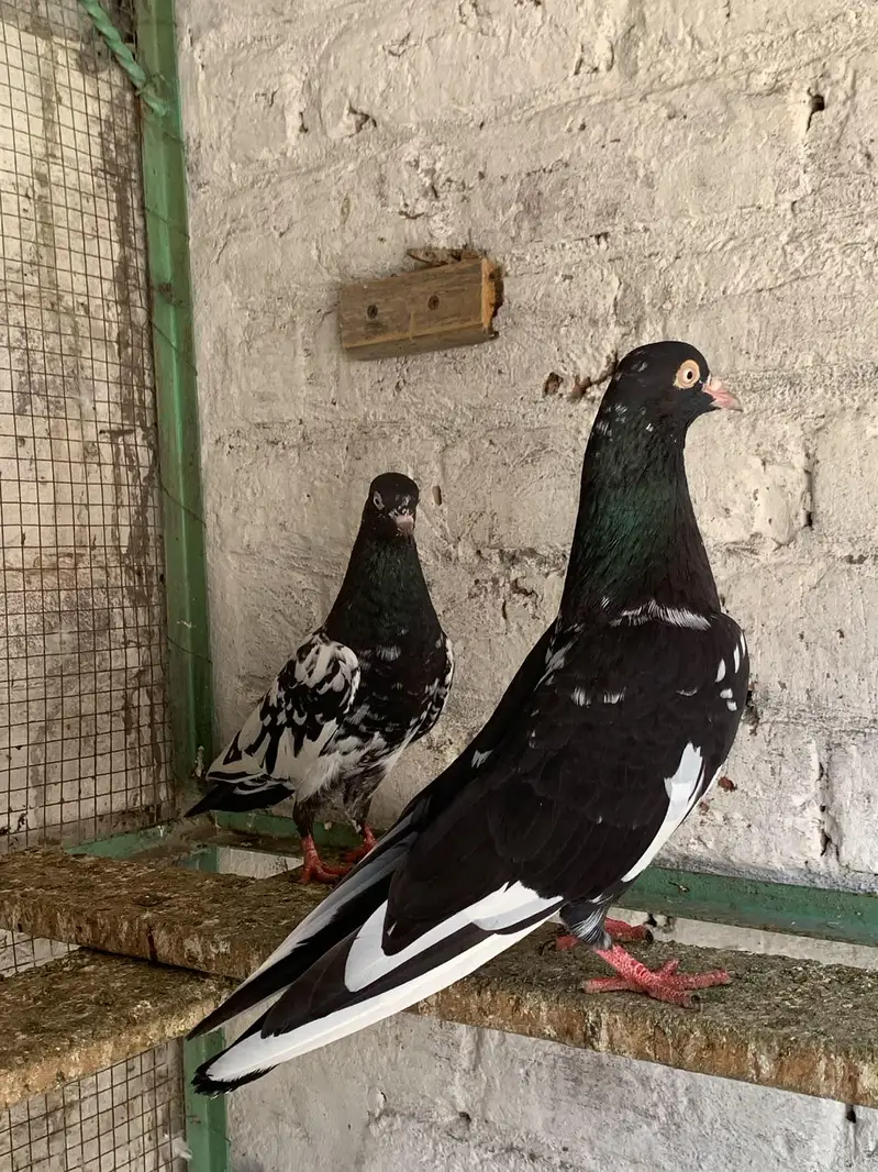 teddy,rampuri,imamdeen pairs for sale — photo 3