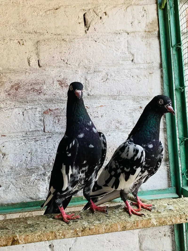 teddy,rampuri,imamdeen pairs for sale — photo 4