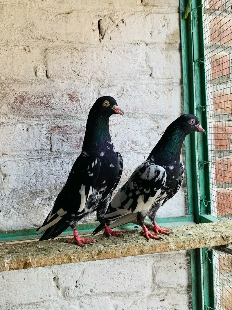 teddy,rampuri,imamdeen pairs for sale — photo 5