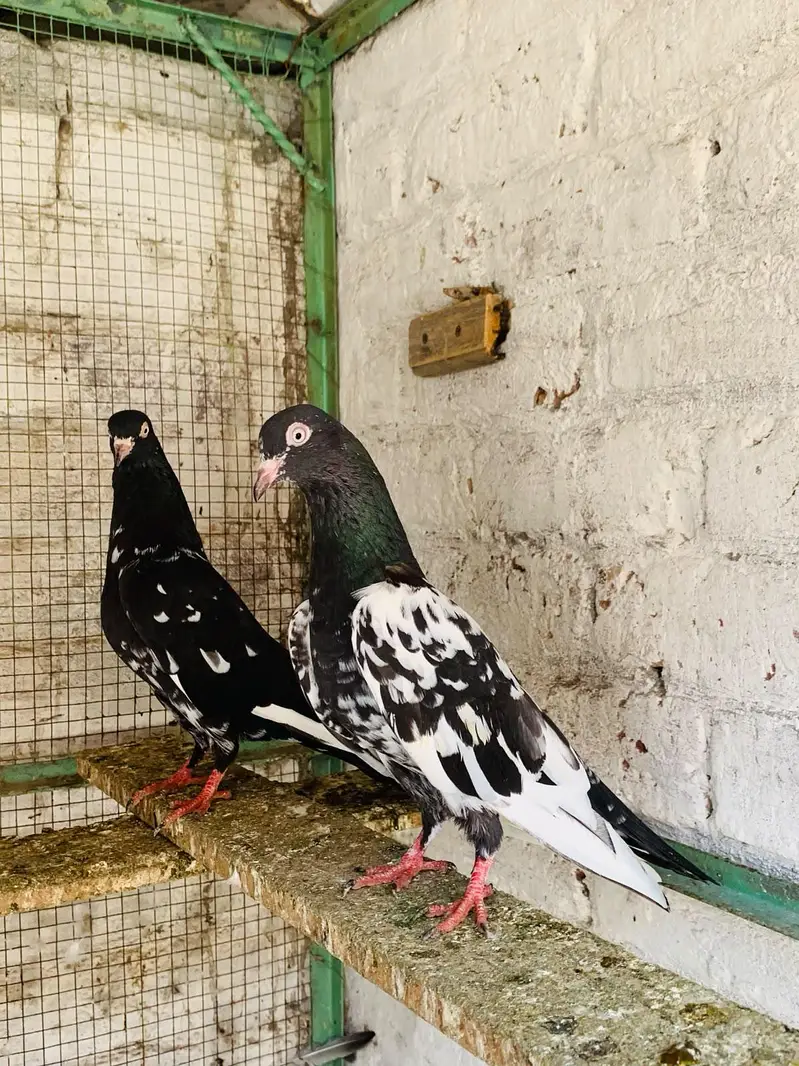teddy,rampuri,imamdeen pairs for sale — photo 6