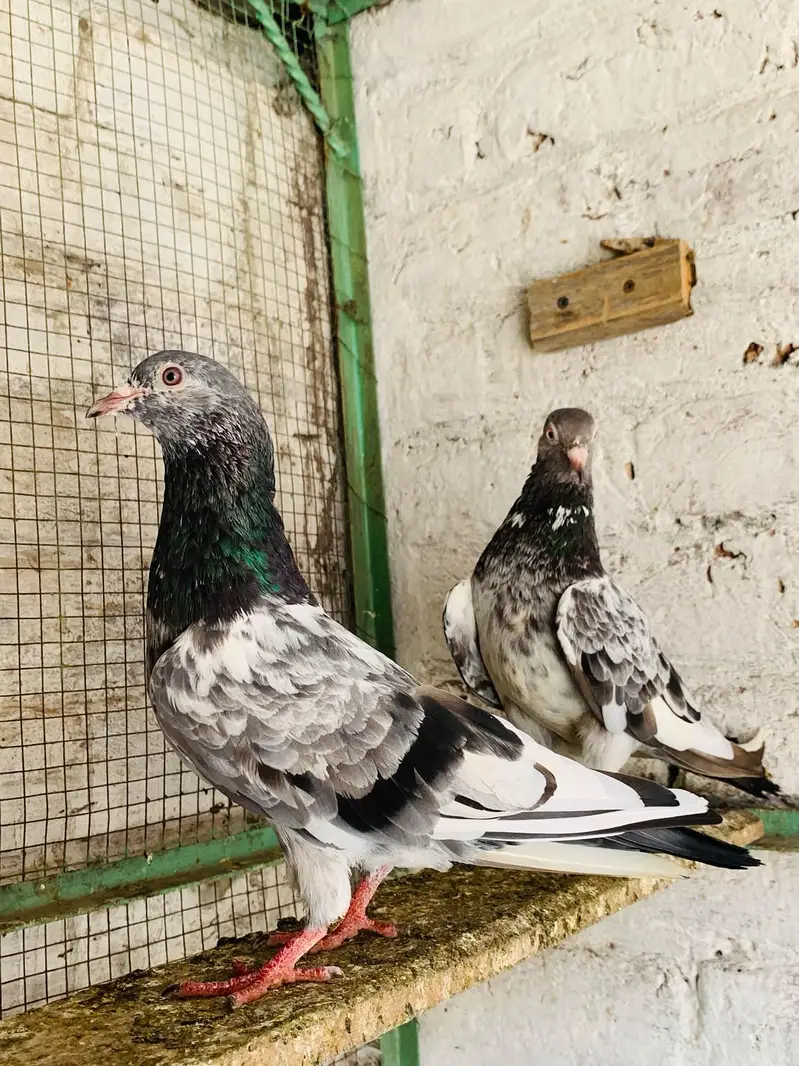 teddy,rampuri,imamdeen pairs for sale — photo 7