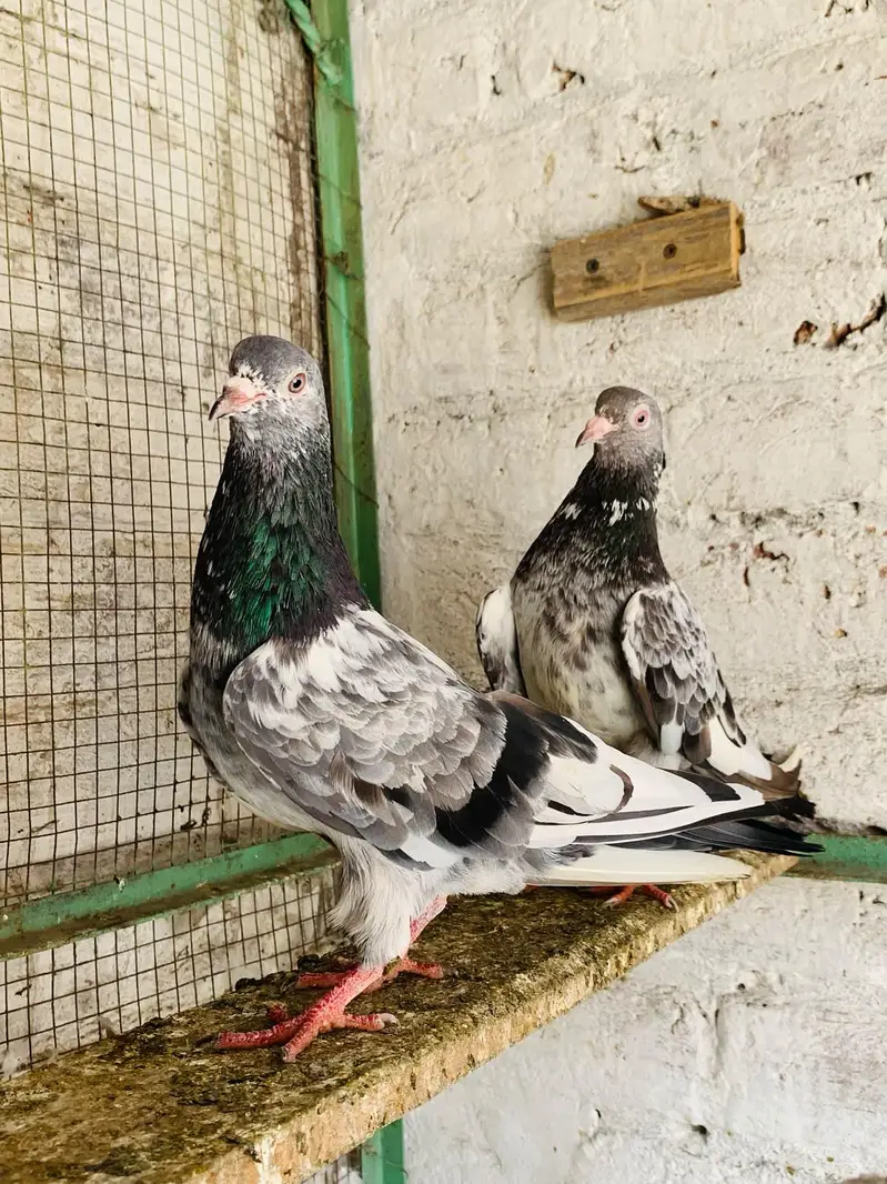 teddy,rampuri,imamdeen pairs for sale — photo 8