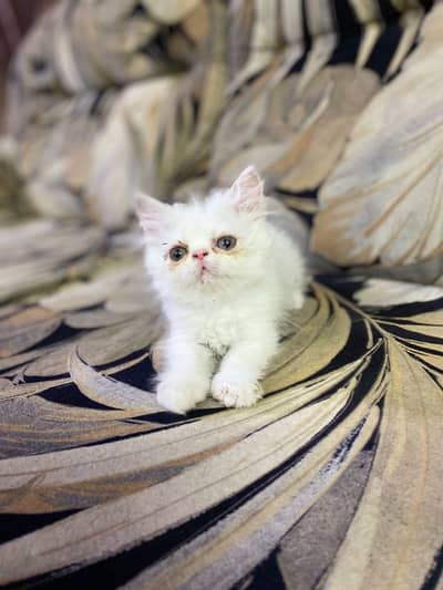 Imported Persian Kittens Peke/Extreme Punch