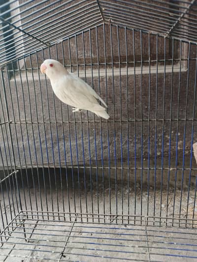 albino red eye male,dove pair