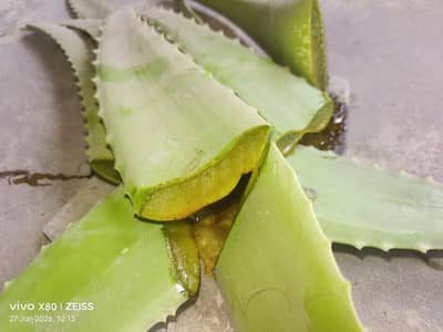 Premium Fresh Aloe Vera Leaves for Sale