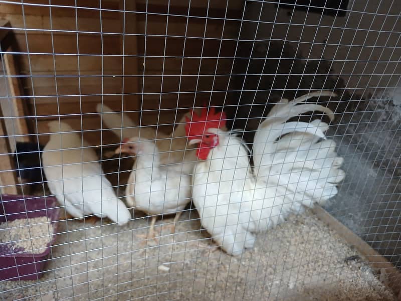 Aseel Java With Mianwali Hen 3