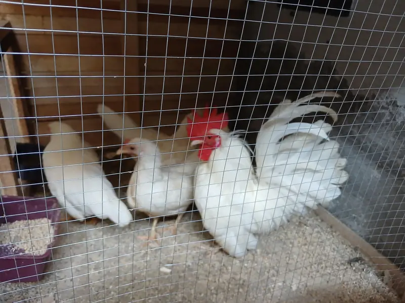 Aseel Java With Mianwali Hen — photo 4