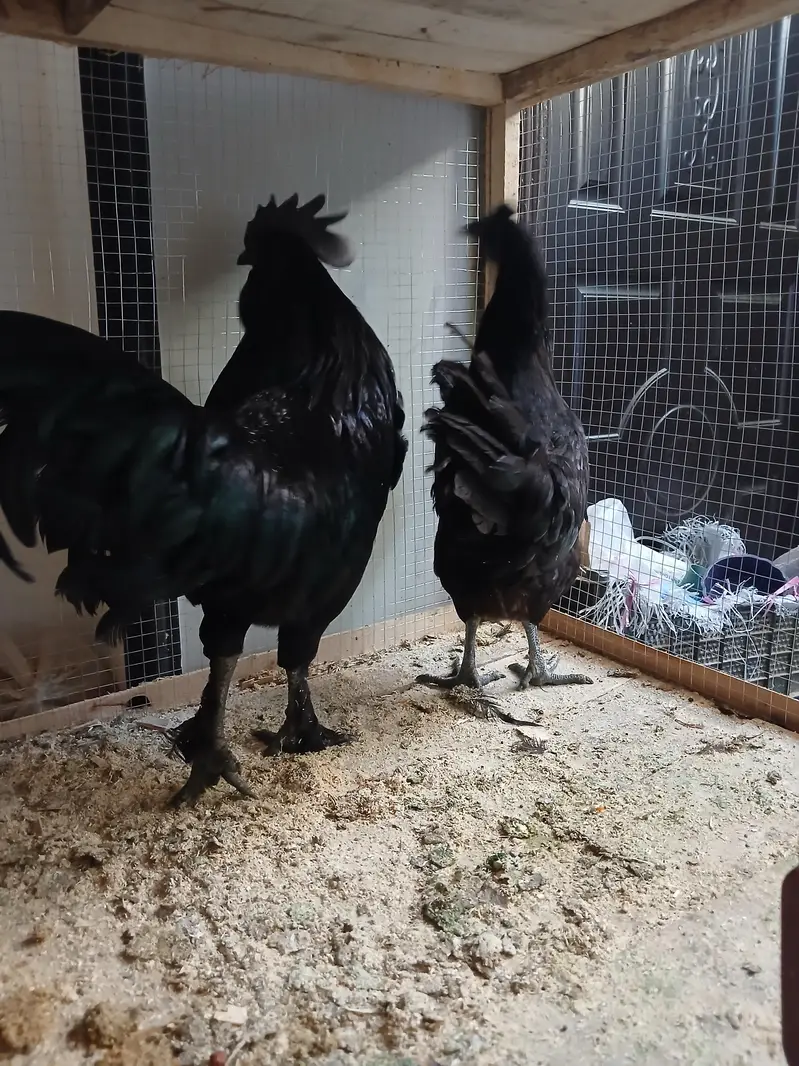 Aseel Java With Mianwali Hen — photo 5