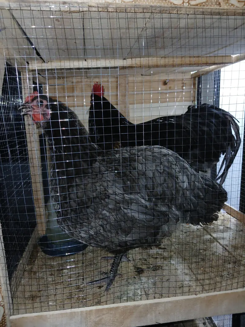 Aseel Java With Mianwali Hen — photo 6