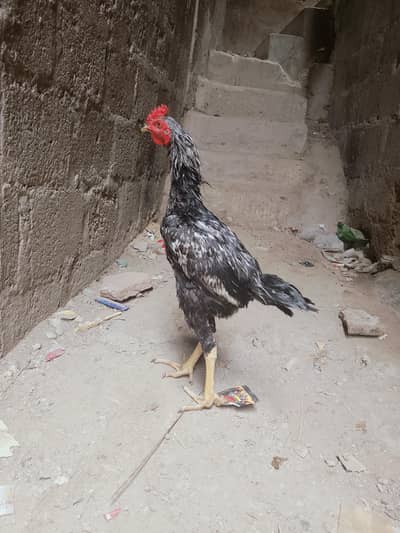 Aseel Ptha for sale