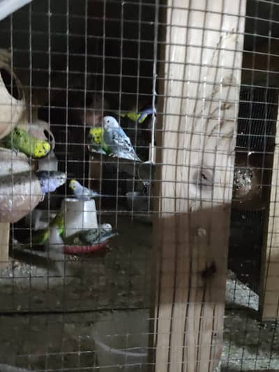Australian budgies for sale near in I-10/1 ,