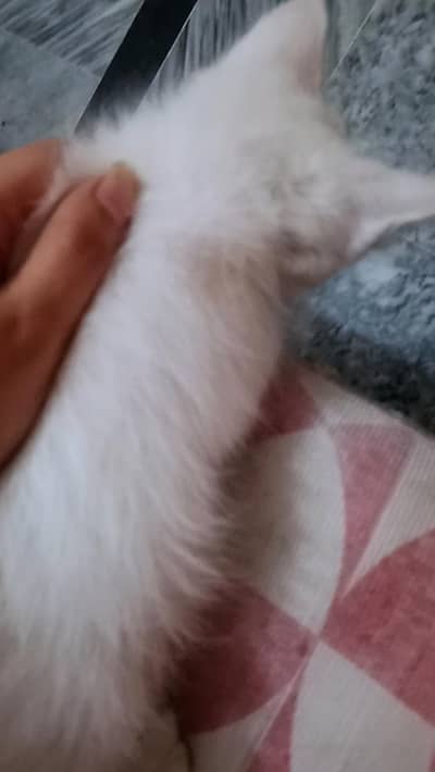 2 months old kittens male or female in reasonable price