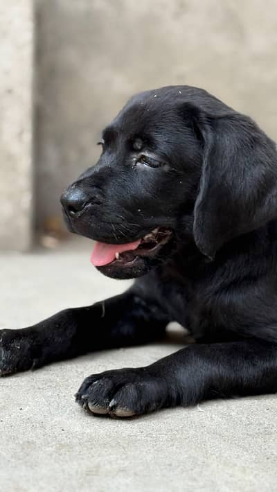 Labrador female puppy available for sale