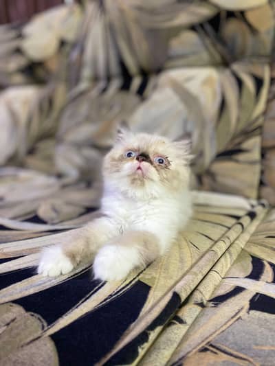 extrene punch/punchkittens for sale|Peki bloodline