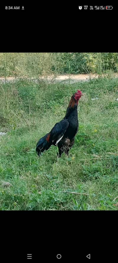 Aseel Murga for sale