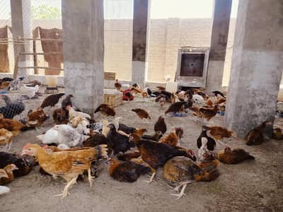 Golden misri 2 months old chicks | 600 to 700 gram weight | 900 per kg