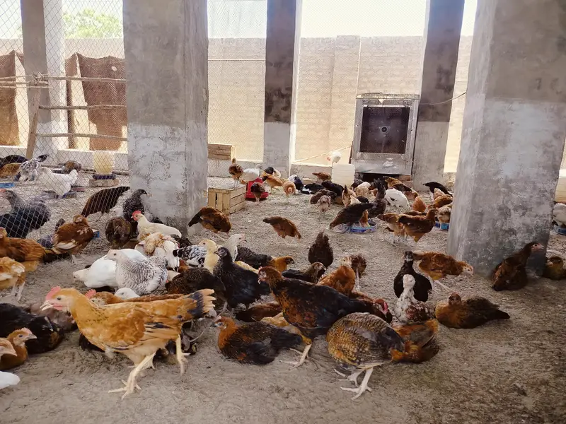 Golden misri 2 months old chicks | 600  gram weight | 1200 per kg — photo 2