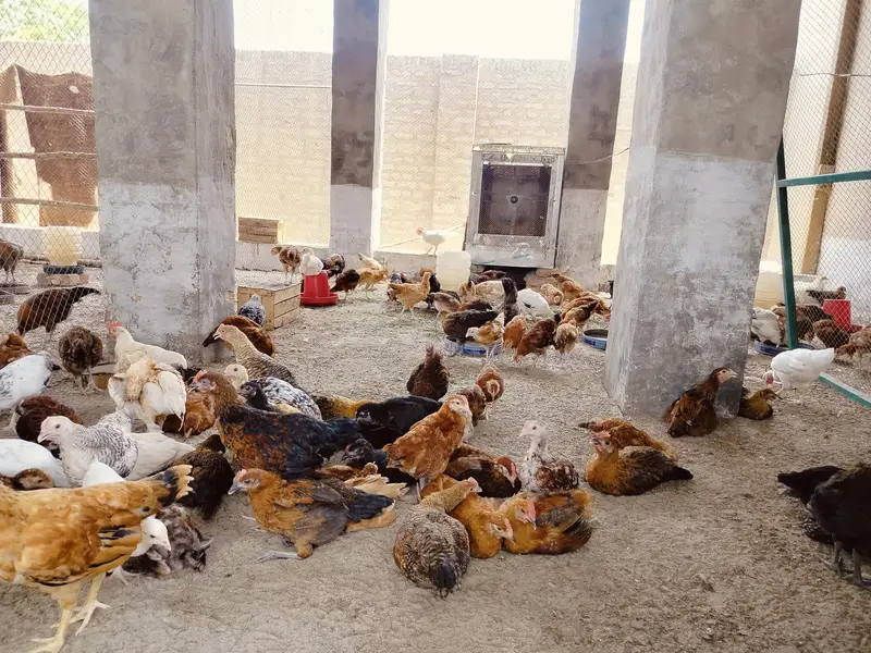 Golden misri 2 months old chicks | 600  gram weight | 1200 per kg — photo 3