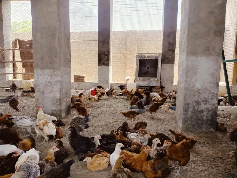 Golden misri 2 months old chicks | 600  gram weight | 1200 per kg — photo 4